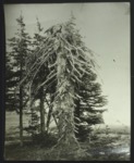 Tree on Mount Spokane, c. 1930