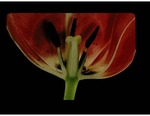 (3) Tulip, bisected by Carolina Biological Supply Company