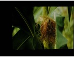(7) Corn, habit view of young ear showing silk by Carolina Biological Supply Company