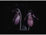(9) Pink lady slipper, habit view by Carolina Biological Supply Company