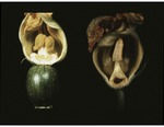 (13) Pumpkin, bisected male and female flowers by Carolina Biological Supply Company