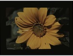 (18) Sunflower, closeup by Carolina Biological Supply Company
