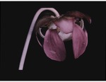(21) Purple pitcher plant, habit by Carolina Biological Supply Company