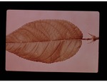 D-1 Whole Leaf by Carolina Biological Supply Company
