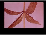 D-7 Whorled Leaf by Carolina Biological Supply Company