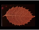 D-8 Leaf Venation by Carolina Biological Supply Company