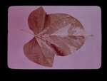 F1 Variegated Leaf of Morning Glory by Carolina Biological Supply Company