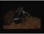 (15) Buff-tailed Bumblebee by Carolina Biological Supply Company
