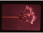 O-14 Allium Grayi by Carolina Biological Supply Company